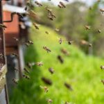 bees, insects, honey bees, beehive, honey, wings, hive, brood, hymenoptera, entomology, beekeeping, colony, honeybee, beekeeper, carnica, nature, carniolan honey bee, bees, bees, bees, bees, bees, honey, honey, honey
