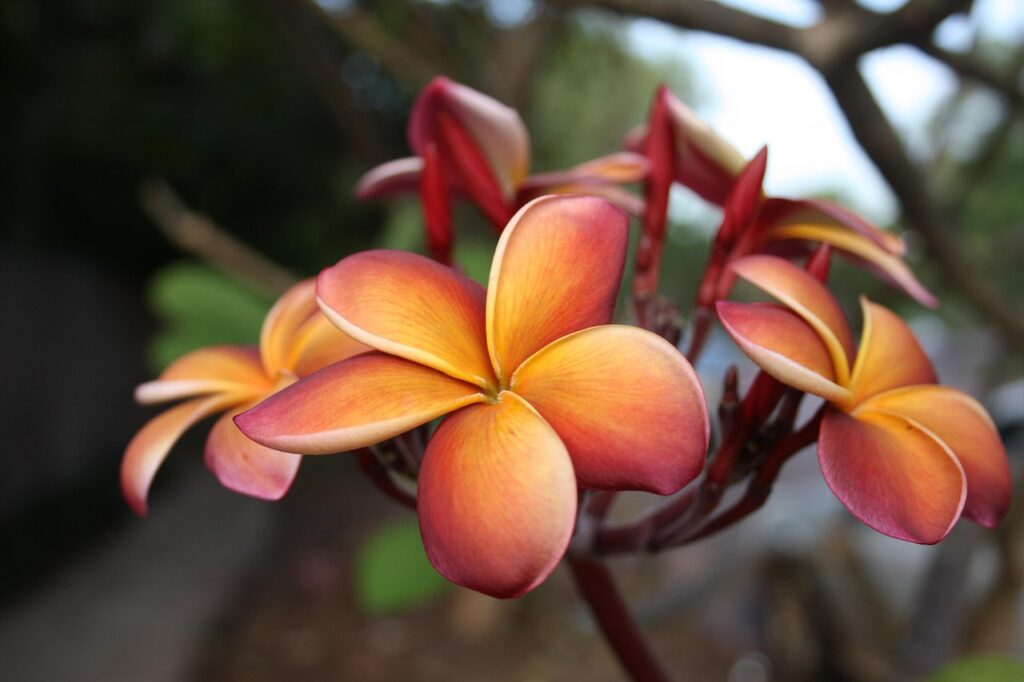 frangipani, flower background, tropical, flower, nature, flower wallpaper, exotic, beautiful flowers, summer, aloha