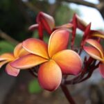 frangipani, flower background, tropical, flower, nature, flower wallpaper, exotic, beautiful flowers, summer, aloha